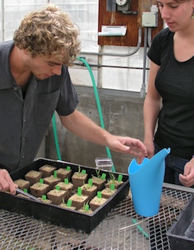 breeding barley